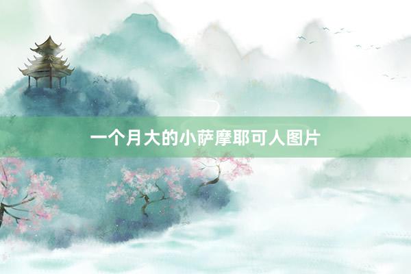 一个月大的小萨摩耶可人图片